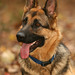 Kelly Shepherd Photo 28
