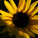 Susan Withrow Photo 18