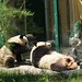 Yang Fu Photo 13