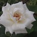 Elizabeth Pyles Photo 12
