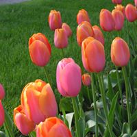 Lori Schrock Photo 15