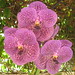 Sandra Fuchs Photo 11