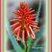 Vera Flowers Photo 10