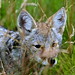 Helen Fox Photo 46