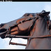 Virginia Head Photo 13