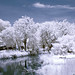 Robert Bird Photo 20