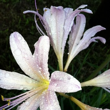 Belinda Williams Photo 23