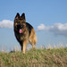 Jerry Shepherd Photo 31