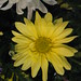 Joan Middlebrook Photo 12