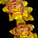 Debra Flowers Photo 15