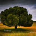 Alfonso Pino Photo 10
