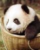 Chong Chen Photo 11