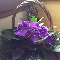 Marie Archibald Photo 8