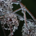 Deborah Freeze Photo 11