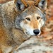 Timothy Wolf Photo 24