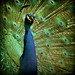 Don Peacock Photo 11
