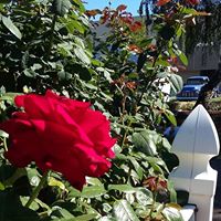 Susan Rupp Photo 29