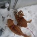 Carolyn Havens Photo 8