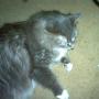 Diane Estes Photo 18