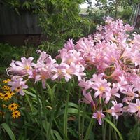 Connie Webb Photo 29
