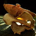 Ginger Stack Photo 6