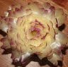 Hong Liu Photo 24