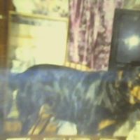 Tracy Cronk Photo 15