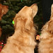 Carol Golden Photo 14