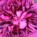 Rose Williams Photo 31