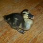 Darlene Willis Photo 21