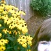 Amy Flowers Photo 20