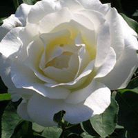 Linda Summer Photo 17