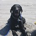 Sandy Straub Photo 8
