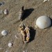 Timothy Shell Photo 13