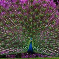 Charlene Peacock Photo 4