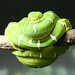 Sherrie Green Photo 25