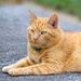Ginger Morris Photo 21