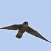 Michael Falco Photo 40