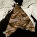 Sai Liu Photo 12