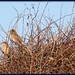 Anne Sparrow Photo 10