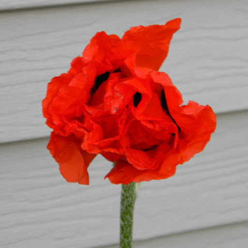 Sue Sanchez Photo 33