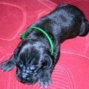 Brandy Erickson Photo 12