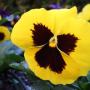 Joyce Rose Photo 26