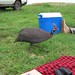 Don Fowls Photo 10
