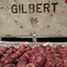 Aaron Gilbert Photo 14