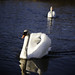 Christopher Swan Photo 48
