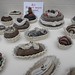Jane Abbott Photo 21