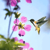 Mohammad Idrees Photo 30