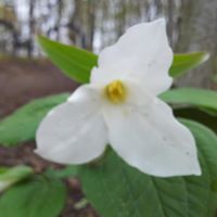 Dave Toth Photo 8