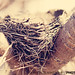Sharon Blankenship Photo 24